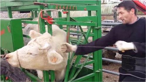 割牛角视频,传统技艺的震撼呈现