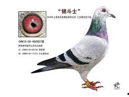 上海名家信鸽视频全集,揭秘信鸽竞技传奇