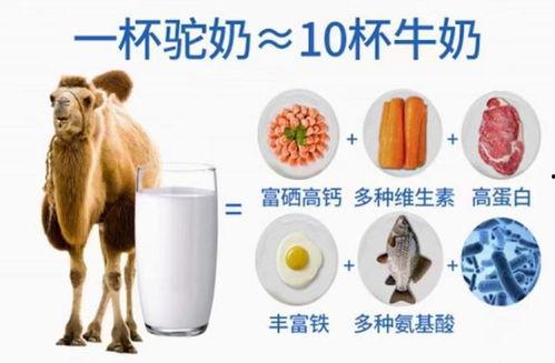 驼奶视频,营养与健康的天然之选