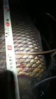 程宁水库钓鱼视频,捕捉自然之美